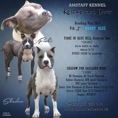 Americký stafordšírský teriér šť., s P.P. k rezerv